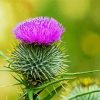 Aesthetic Scottish Thistle paint by number