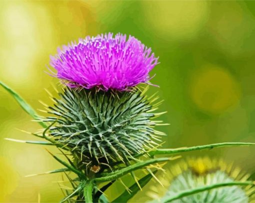 Aesthetic Scottish Thistle paint by number