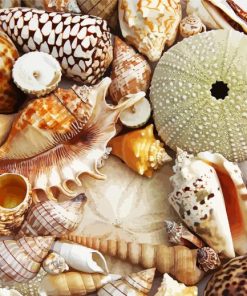 Aesthetic Seashell paint by number