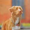 Aesthetic Toller Pet paint by numbers