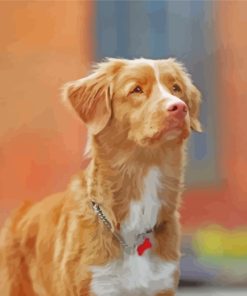 Aesthetic Toller Pet paint by numbers