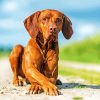 Aesthetic Vizsla Dog paint by numbers