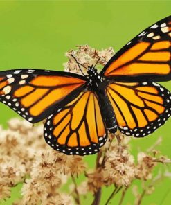 Aesthetic Monarch Butterfly paint by number