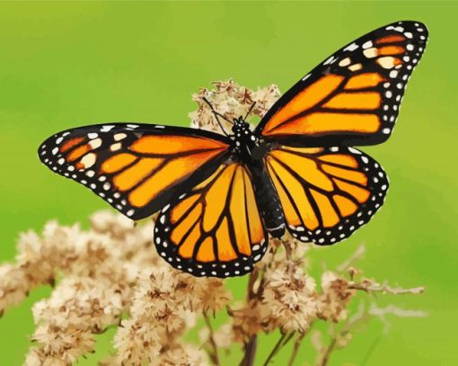 Aesthetic Monarch Butterfly paint by number