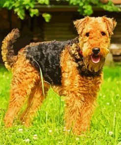 Airedale Terrier paint by number