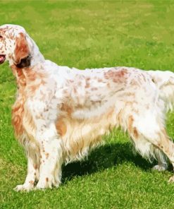 English Setter Dog paint by numbers