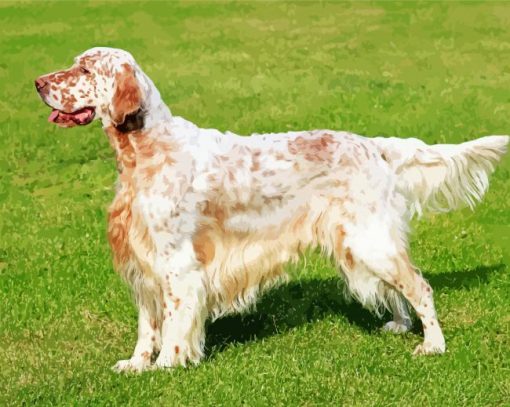 English Setter Dog paint by numbers