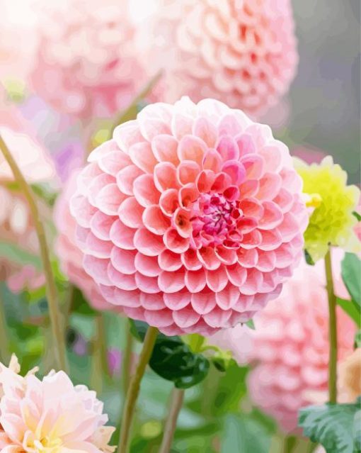 Baby Pink Dahlias Flower paint by number