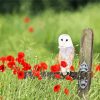 Barn Owl And Poppies paint by numbers