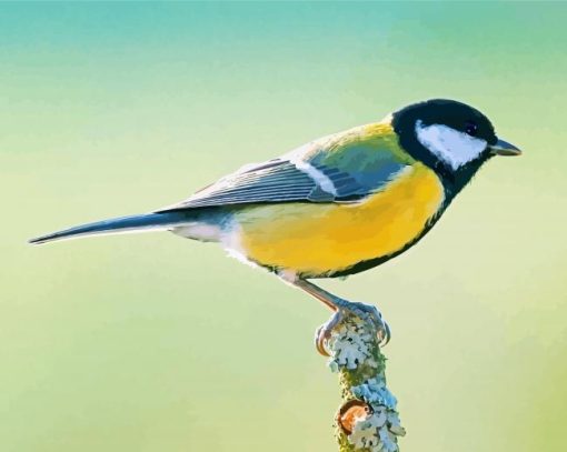 Aesthetic Parus Bird paint by number