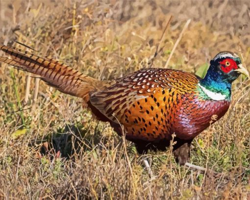 Beautiful Pheasant paint by number