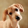 Beige Doxie Daschsund paint by number