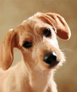 Beige Doxie Daschsund paint by number