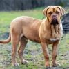 Beige Mastiff paint by numbers