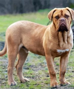 Beige Mastiff paint by numbers