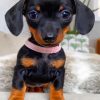 Black Doxie Daschsund Puppy paint by number