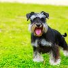 Black Schnauzer paint by number