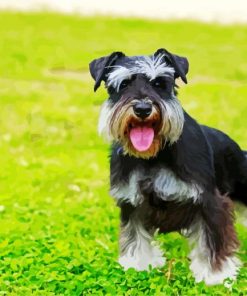 Black Schnauzer paint by number