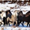 Black And White Brumby Flock paint by number