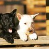 Black And white Scottish Terriers paint by number