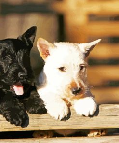 Black And white Scottish Terriers paint by number