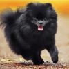 Black Pomeranian paint by numbers