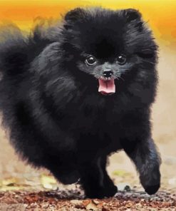 Black Pomeranian paint by numbers