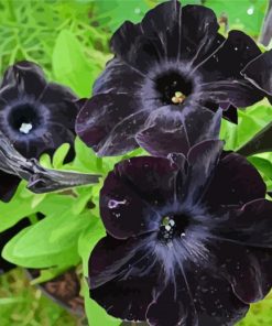 Black Petunias paint by numbers