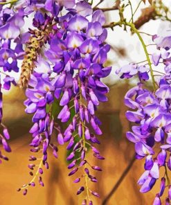 Blooming Wisteria paint by number