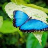 Blue Butterfly paint by number