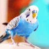 Blue Bird Budgerigar paint by number