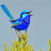 Blue Wren Bird paint by numbers