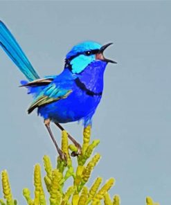 Blue Wren Bird paint by numbers