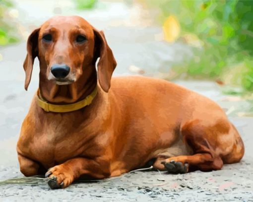 Brown Doxie Daschsund paint by number