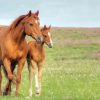 Brown Mares paint by numbers