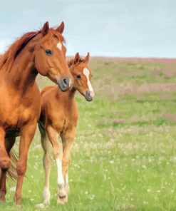 Brown Mares paint by numbers