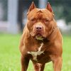 Brown Pitbull paint by numbers