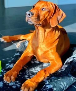 Brown Ridgeback paint by number