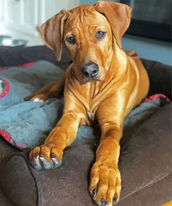 Brown Ridgeback Puppy paint by number