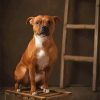 Brown Staffordshire Bull Terrier paint by number