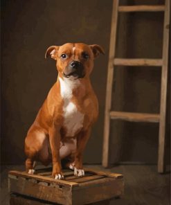 Brown Staffordshire Bull Terrier paint by number