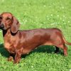 Brown Dog Doxie Daschsund paint by number