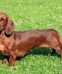 Brown Dog Doxie Daschsund paint by number