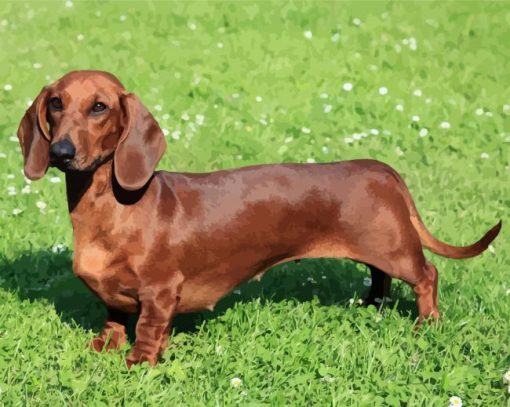 Brown Dog Doxie Daschsund paint by number