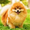 Brown Pomeranian paint by number