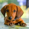 Brown Puppy Doxie Daschsund paint by number