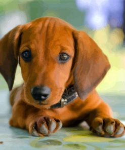 Brown Puppy Doxie Daschsund paint by number