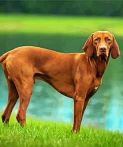 Brown Vizsla paint by number