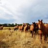 Brumby Flock paint by number