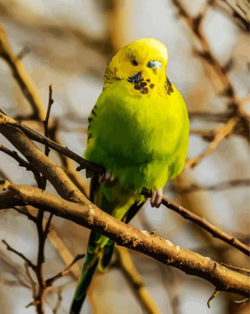 Budgerigar Bird paint by number